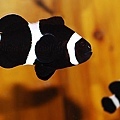 Amphiprion ocellaris005.jpg