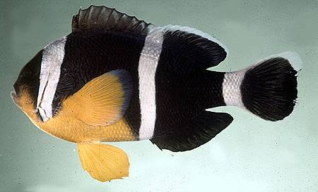 Amphiprion chrysogaster001.jpg