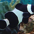 Amphiprion ocellaris004.jpg