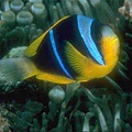 Amphiprion allardi002.jpg