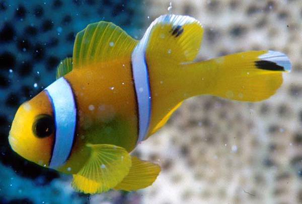 Amphiprion bicinctus004.jpg