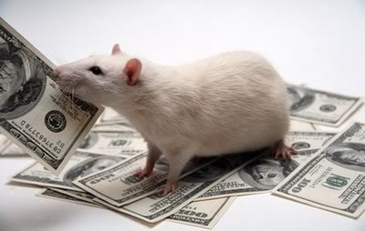 1-money-rat-zp.jpg