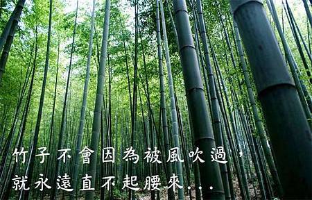 竹子不會因為被風吹過，就永遠直不起腰來