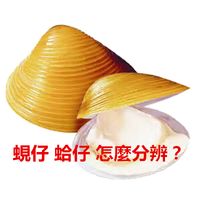 蜆仔 蛤仔 怎麼分辨?.png 蜆仔 蛤仔 怎麼分辨?.png