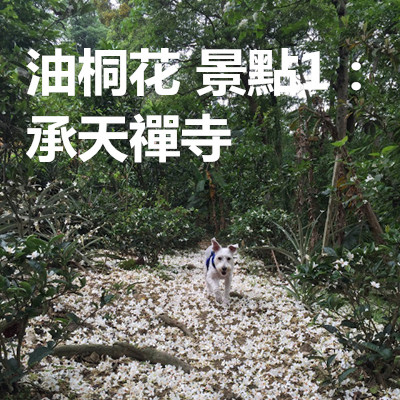 油桐花 景點1:承天禪寺.jpg 油桐花 景點1:承天禪寺.jpg