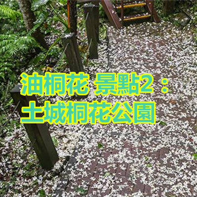 油桐花 景點2:土城桐花公園.jpg 油桐花 景點2:土城桐花公園.jpg