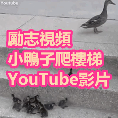 勵志視頻 小鴨子爬樓梯 YouTube影片.jpg