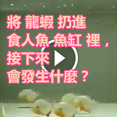 將 龍蝦 扔進 食人魚 魚缸 裡,接下來會發生什麼?.jpg 將 龍蝦 扔進 食人魚 魚缸 裡,接下來會發生什麼?.jpg