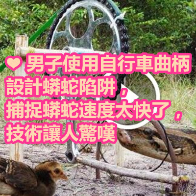 ❤ 男子使用自行車曲柄設計蟒蛇陷阱,捕捉蟒蛇速度太快了,技術讓人驚嘆.jpg ❤ 男子使用自行車曲柄設計蟒蛇陷阱,捕捉蟒蛇速度太快了,技術讓人驚嘆.jpg