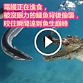 電鰻正在進食，被沒眼力的鱷魚背後偷襲，咬住瞬間達到魚生巔峰.jpg