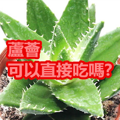 蘆薈可以直接吃嗎.jpg 蘆薈可以直接吃嗎.jpg