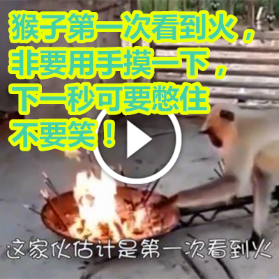 猴子第一次看到火,非要用手摸一下,下一秒可要憋住不要笑!.png 猴子第一次看到火,非要用手摸一下,下一秒可要憋住不要笑!.png