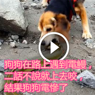 狗狗在路上遇到電鰻，二話不說就上去咬，結果狗狗電慘了.png