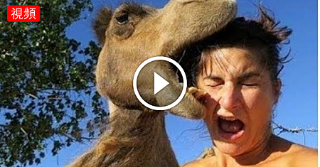 那些突然過來襲擊人類的動物,一拳打嚇懵了!.png 那些突然過來襲擊人類的動物,一拳打嚇懵了!.png