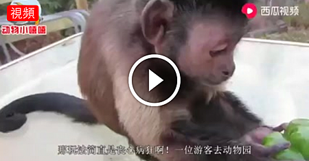 老外騙驢子吃辣椒,下一秒請憋住別笑,鏡頭記錄全過程!.png 老外騙驢子吃辣椒,下一秒請憋住別笑,鏡頭記錄全過程!.png
