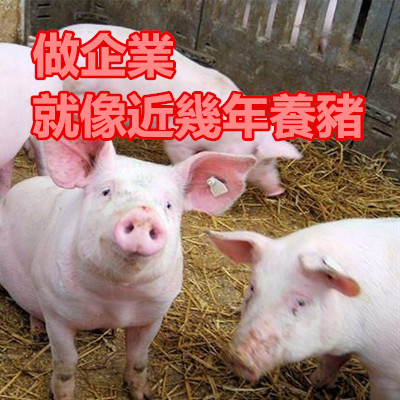做企業就像近幾年養豬.jpg 做企業就像近幾年養豬.jpg