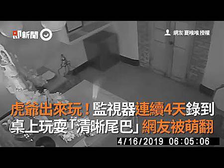 虎爺出來玩!監視器連續4天錄到 桌上玩耍「清晰尾巴」網友被萌翻.jpg 虎爺出來玩!監視器連續4天錄到 桌上玩耍「清晰尾巴」網友被萌翻.jpg