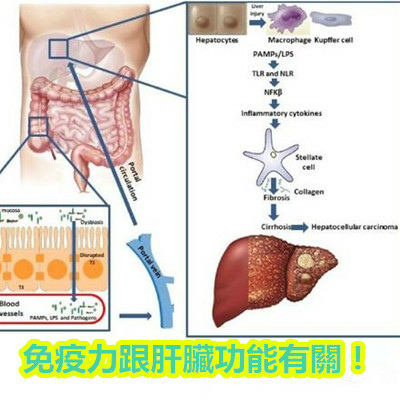 免疫力跟肝臟功能有關！.jpg