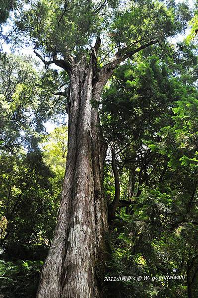 小司麥2011-拉拉山  (26).JPG