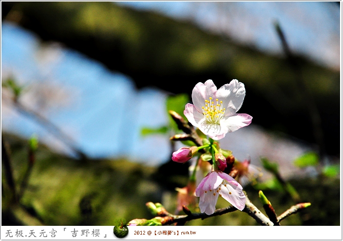 2012小司麥-天元宮吉野櫻  (5)