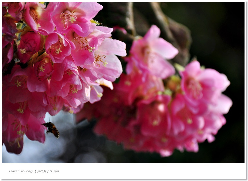 小司麥-2016花季 (1) 小司麥-2016花季 (1)