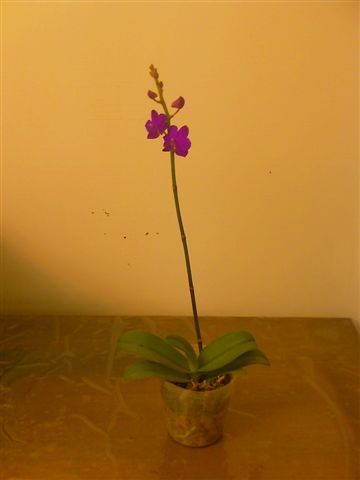 蝴蝶蘭Phalaenopsis Auspice Center