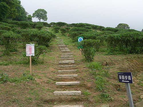 茶園步道2.jpg