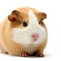 guinea-pig---tan.jpg