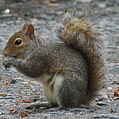 squirrel-gray.jpg