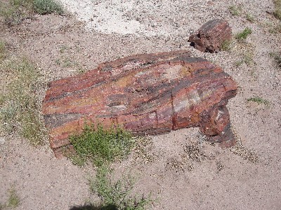 Petrified Forest