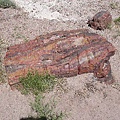 Petrified Forest