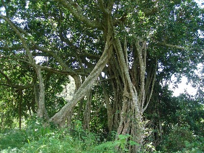 太麻里金針山古榕