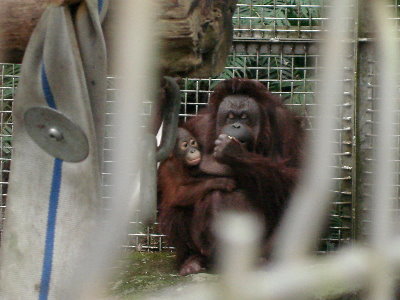 13 紅毛猩猩－小鬼頭+baby.jpg