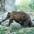 brown bear