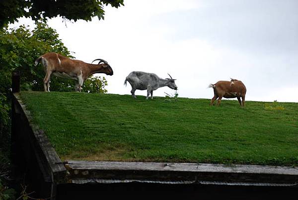 goats on the roof