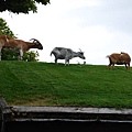 goats on the roof