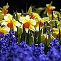 90045_Narcissus_Ambergate