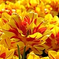 207173_Tulipa