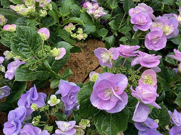 杜鵑花季~台北花季~大安森林公園(捷運大安森林公園站)~適合