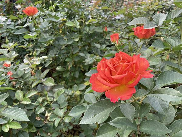 台北玫瑰展~台北花季~花IN台北~花博公園新生園區(捷運圓山