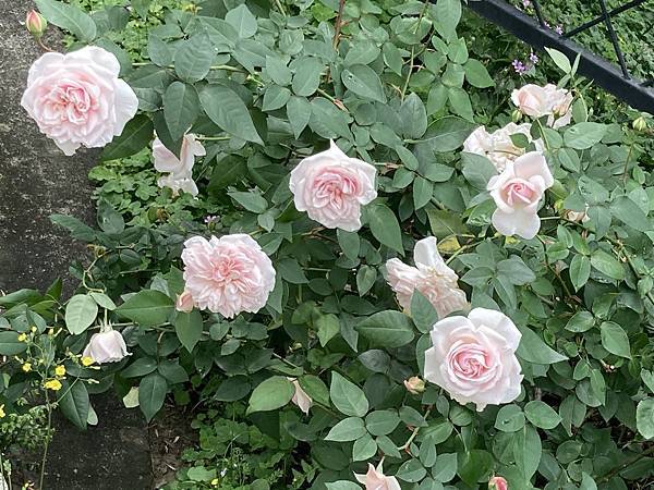 台北玫瑰展~台北花季~花IN台北~花博公園新生園區(捷運圓山