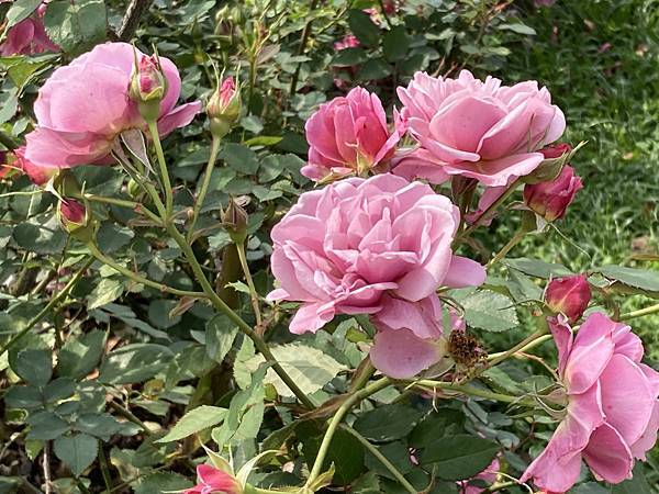 台北玫瑰展~台北花季~花IN台北~花博公園新生園區(捷運圓山