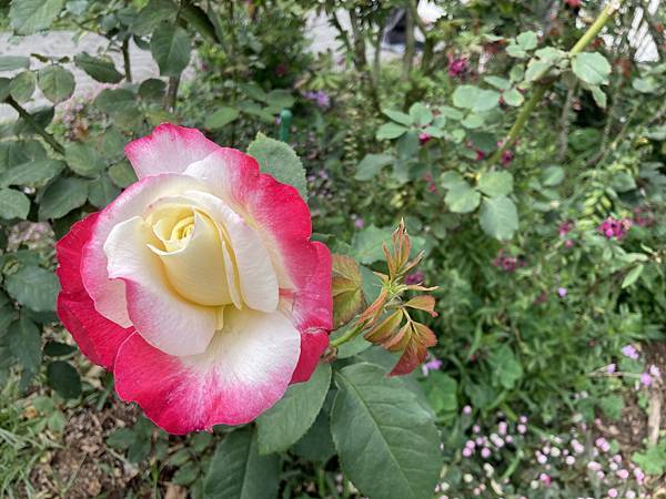 台北玫瑰展~台北花季~花IN台北~花博公園新生園區(捷運圓山