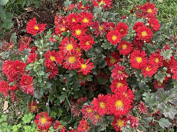 台北玫瑰展~台北花季~花IN台北~花博公園新生園區(捷運圓山