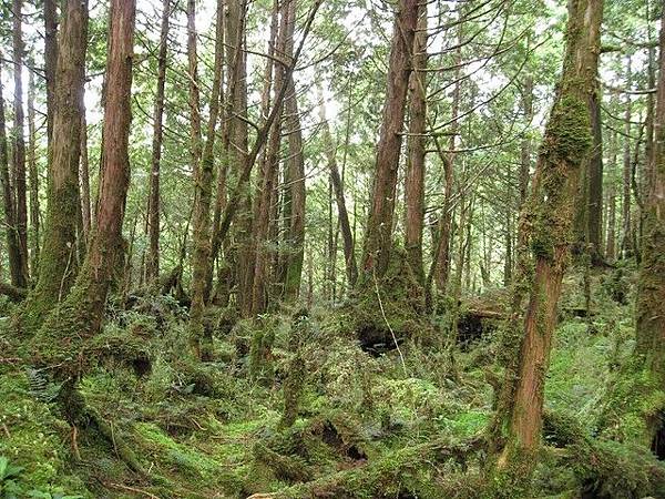 翠峰湖環山步道 非常原始的林木