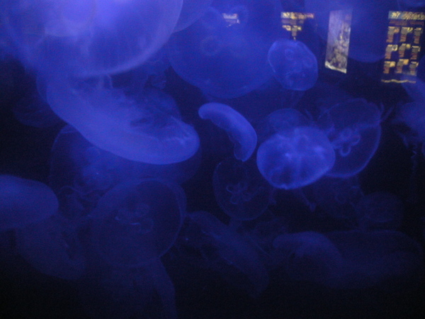 在動物園裡的水族館裡看水母