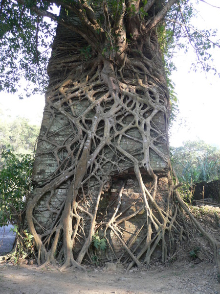 盤根錯節