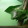 St. Louis Zoo-10