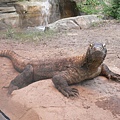 第一次在動物園裡看到科莫多龍