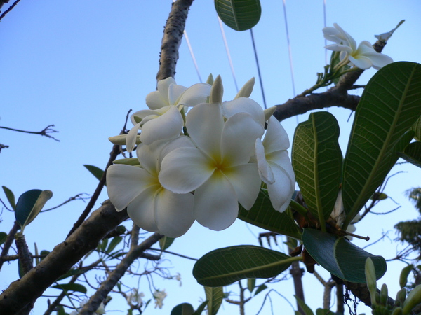 Frangipani